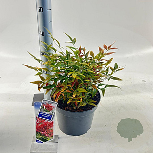 Nandina d. Obsessed 35-40 cm 5,0L
