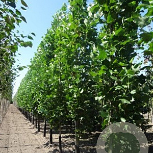 Liriodendron t. 'Fastigiatum' 6-8 cm 45L geveerd