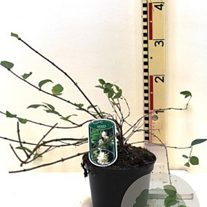 Lonicera fragrantissima GM C5