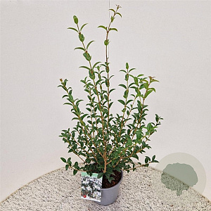 Osmanthus burkwoodii 60-70 cm 3,0L