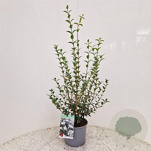 Osmanthus burkwoodii 60-70 cm 3,0L