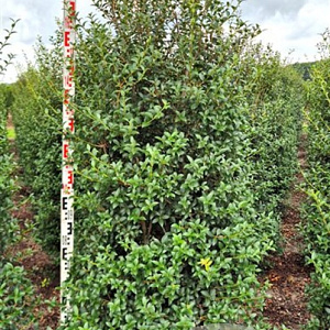 Osmanthus burkwoodii 200-225 cm draadkluit extra