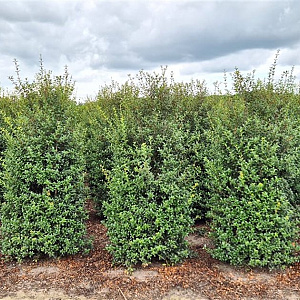 Osmanthus burkwoodii 200-225 cm draadkluit extra