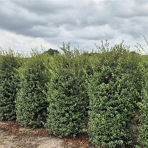 Osmanthus burkwoodii 200-225 cm draadkluit extra