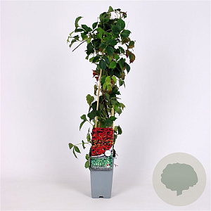 Parthenocissus tr. 'Veitchii' 70 cm 2,0L