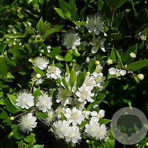 Myrtus communis GM C5