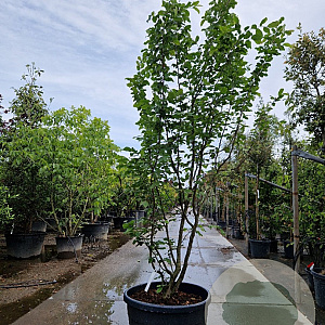 Parrotia persica 'Vanessa' 200-250 cm container meerstammig extra