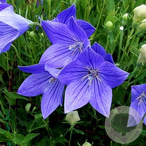 Platycodon grand. 'Mariesii' GM P12