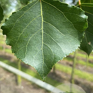 Populus nigra 'Italica' 10-12 HO container