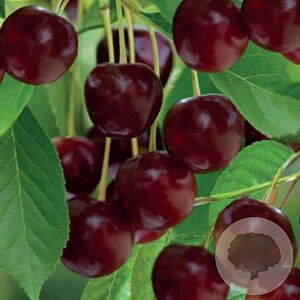 Prunus a. 'Castor' 10-12 HO container