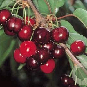 Prunus a. Earlise 10-12 HA container