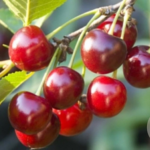 Prunus a. 'Early Rivers' 10-12 HA container