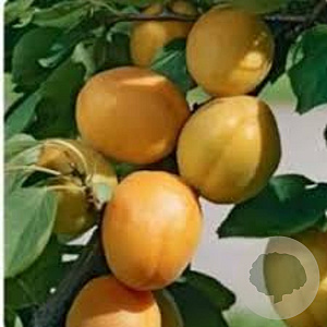 Prunus ar. 'Goldrich' 10-12 HA container