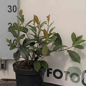 Photinia fraseri 'Red Robin' 40-60 cm 2,0L