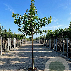 Prunus a. 'Lapins' 12-14 HA container