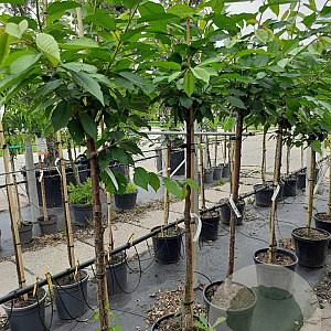 Prunus a. 'Varikse Zwarte' 10-12 HA container