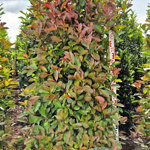 Photinia fraseri 'Red Robin' 225 cm draadkluit extra