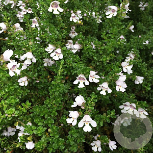 Prostanthera cuneata GM C5