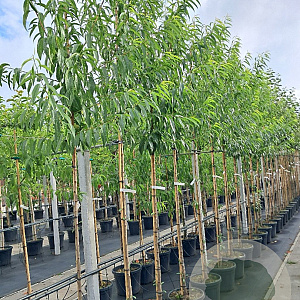 Prunus d. 'Robijn' 12-14 HO container