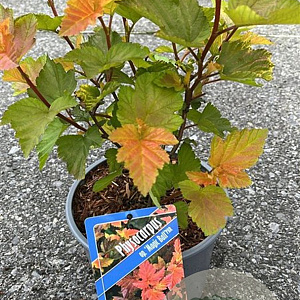Physocarpus opulif. Magic Ball GM 3,0L leverbaar