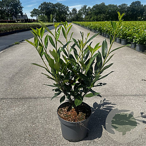 Prunus l. 'Caucasica' 80-100 cm 5,0L