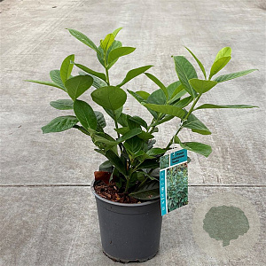 Prunus l. 'Novita' 30-40 cm 2,5L