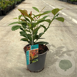 Prunus l. On Fire 30-40 cm 2,5L