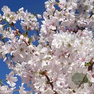 Prunus nipponica 'Brillant' 10-12 HO container