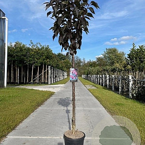 Prunus ser. 'Royal Burgundy' 10-12 HA container