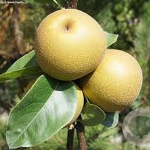 Pyrus pyrifolia 'Kosui' 10-12 HO container
