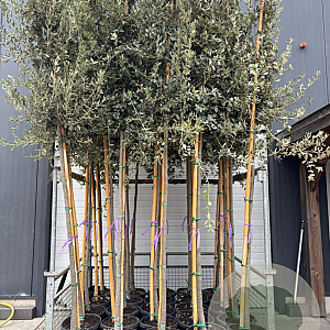 Quercus ilex 10-12 HO 45L