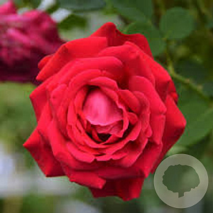 Rosa (T) 'Dame de Coeur' GM C5