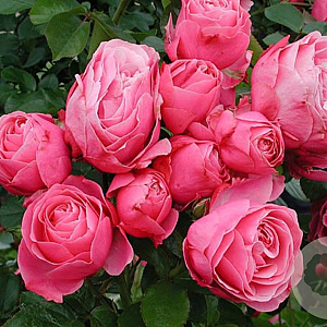 Rosa (T) Leonardo da Vinci GM C5