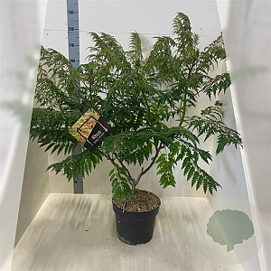Rhus glabra 'Laciniata' 60-80 cm 10L