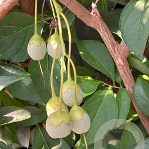Styrax japonicus 14-16 cm 40L geveerd