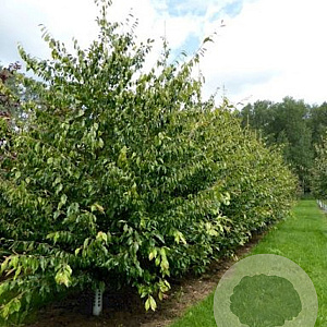 Sycoparrotia semidecidua 200-250 cm container meerstammig extra