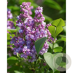 Syringa v. 'Belle de Nancy' 120 cm stam cont. 130L
