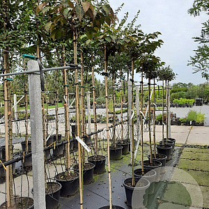 Viburnum plic. 'Tennessee' 180 cm stam container