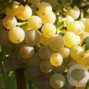 Vitis 'Phoenix' 200-225 cm cont. 200L
