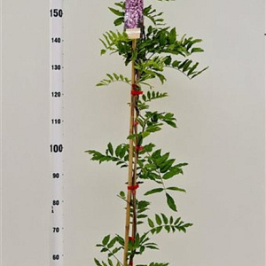 Wisteria floribunda 'Rosea' 175-200 cm 5,0L