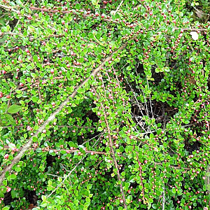 Cotoneaster horizontalis GM P9