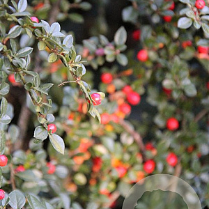 Cotoneaster horizontalis GM P9