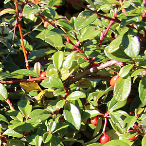 Cotoneaster horizontalis GM P9