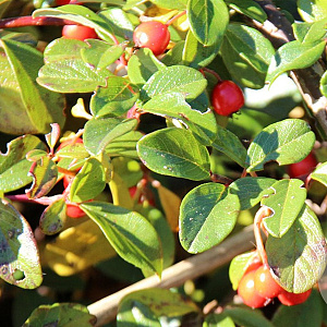 Cotoneaster horizontalis GM P9