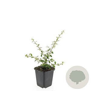 Cotoneaster suec. 'Coral Beauty' GM P9