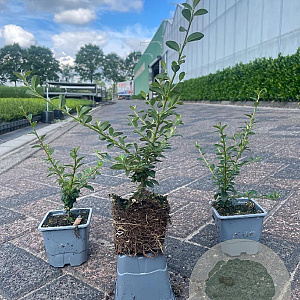 Cotoneaster suec. 'Coral Beauty' GM P9