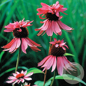 Echinacea p. 'Double-Decker' GM P9
