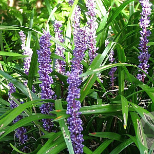 Liriope muscari GM P9
