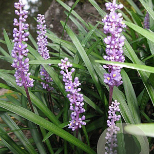 Liriope muscari GM P9