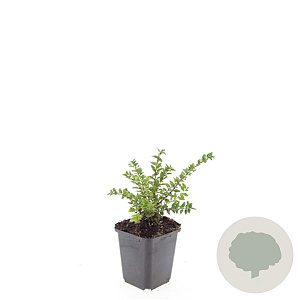 Lonicera nit. 'Maigrün' GM P9